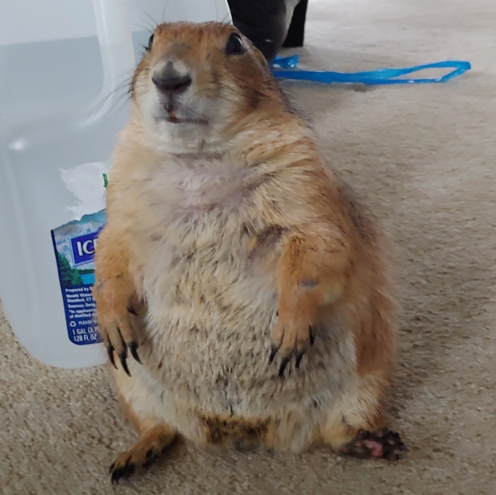 Not for sale! My 4 unique Pets welcome u!